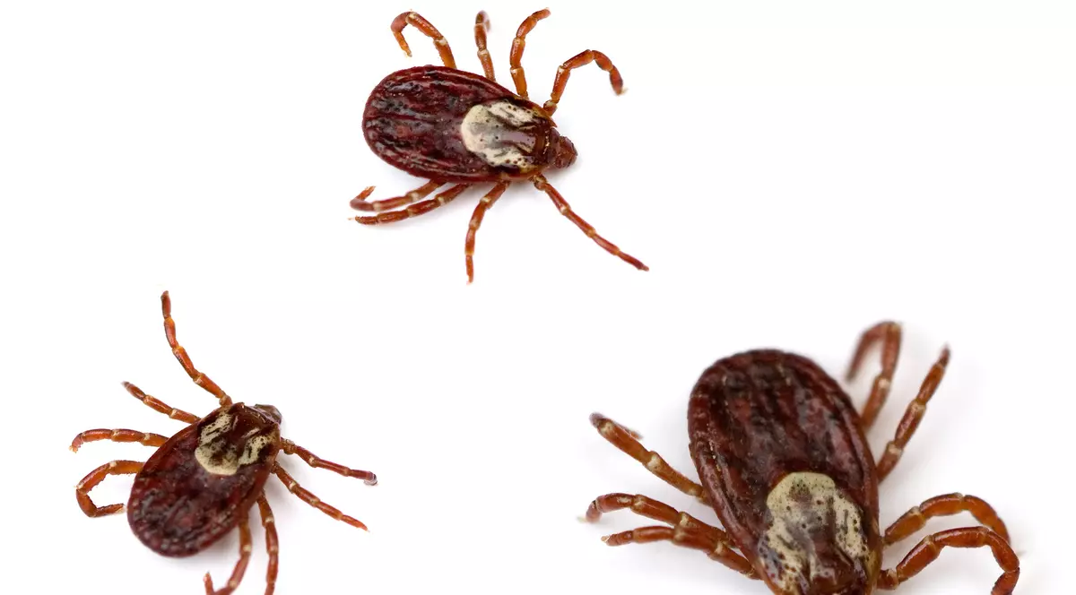 Sucevence diagonosticate cu Lyme după ce au fost muşcate de căpuşe