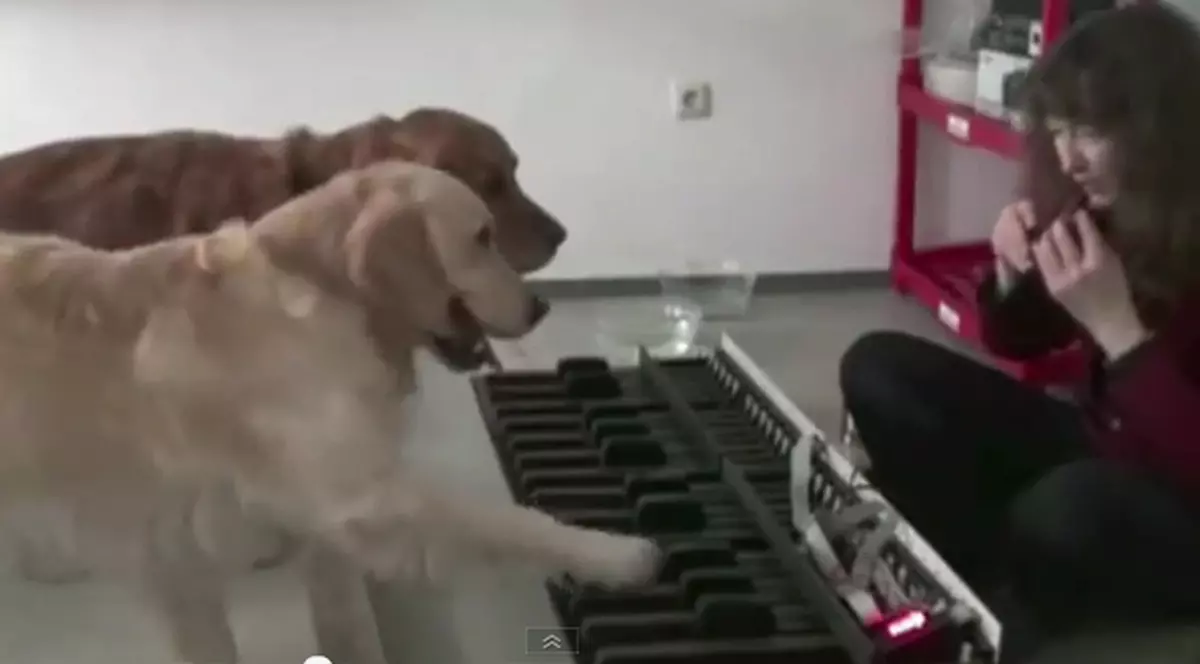 Aceşti câini sunt artişti înnăscuţi! Iată ce pot face | VIDEO