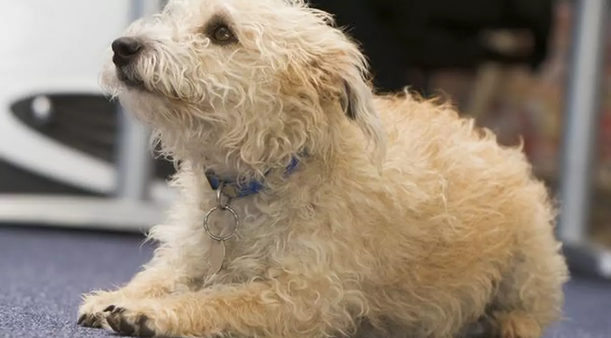 Vrei să ştii ce gândeşte câinele tău despre tine?