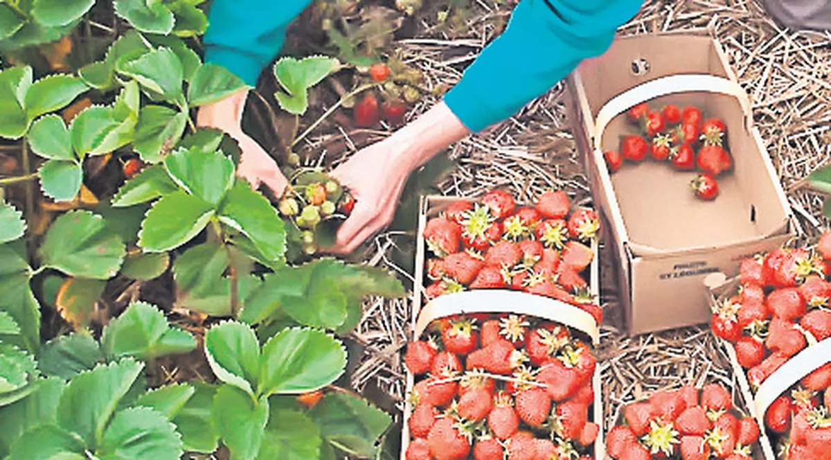 Căpşunarii nu vor mai putea să-şi lase copiii în grija oricui