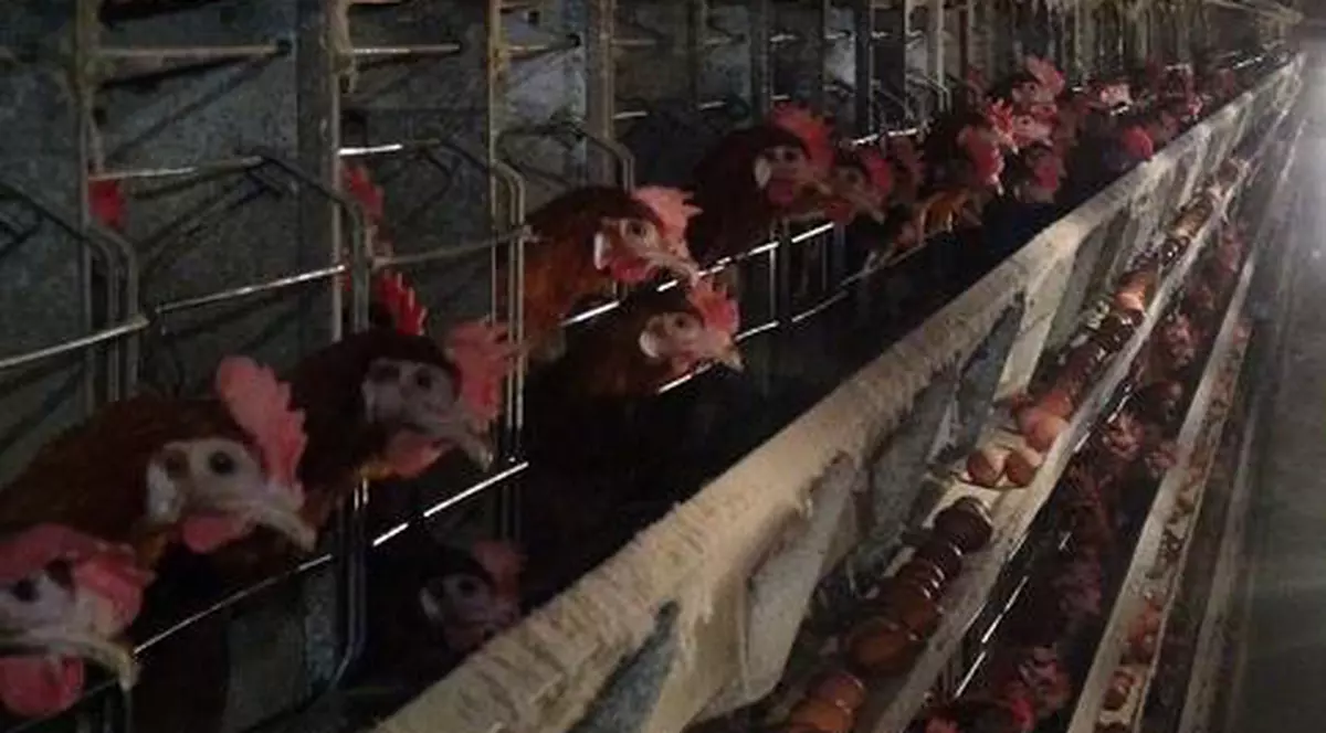 Atenţie ce dulciuri mâncaţi! Cele mai multe conţin ouă care provin de la găini ”chinuite”