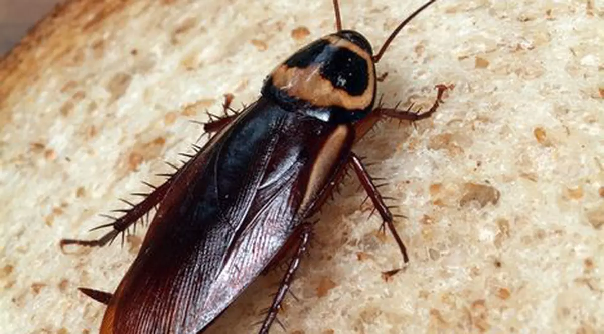 Secreţii anale de castor, gândaci storciţi sau vezică de peşte, ingrediente scârboase din alimentele pe care le consumi frecvent