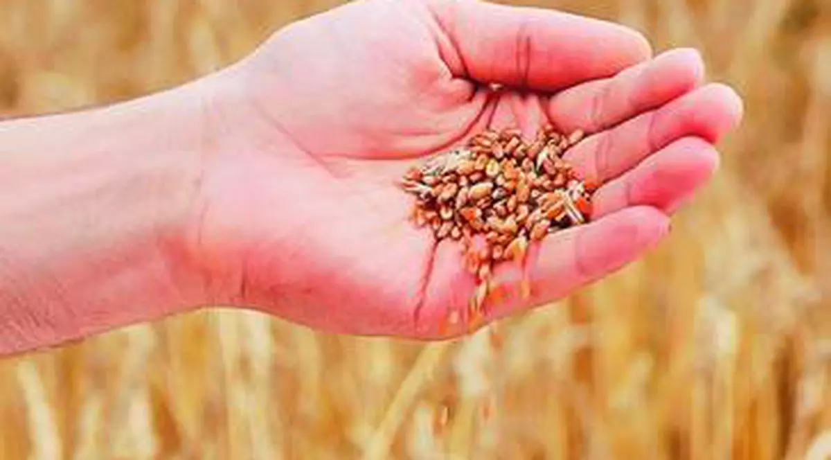 Ne paşte foametea? Depozitele de cereale din Europa sunt aproape goale