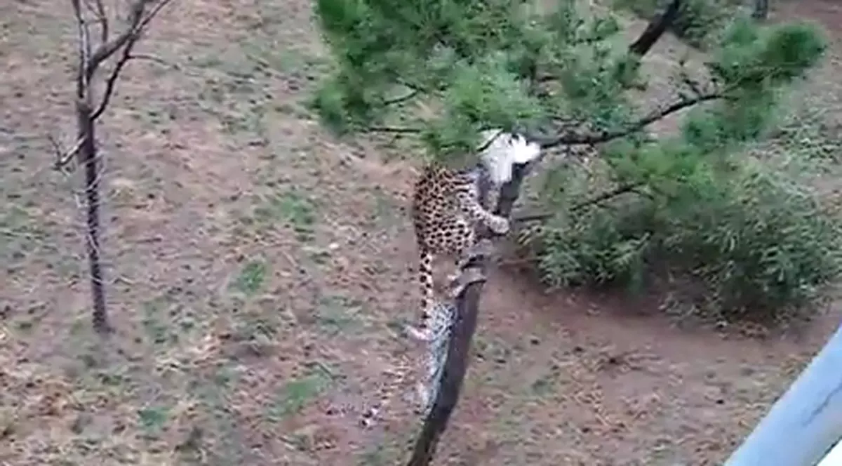 5 dolari te costă CRUZIMEA! Uite la ce TORTURA supun acest animale. Şi se mai şi amuză | VIDEO ŞOCANT