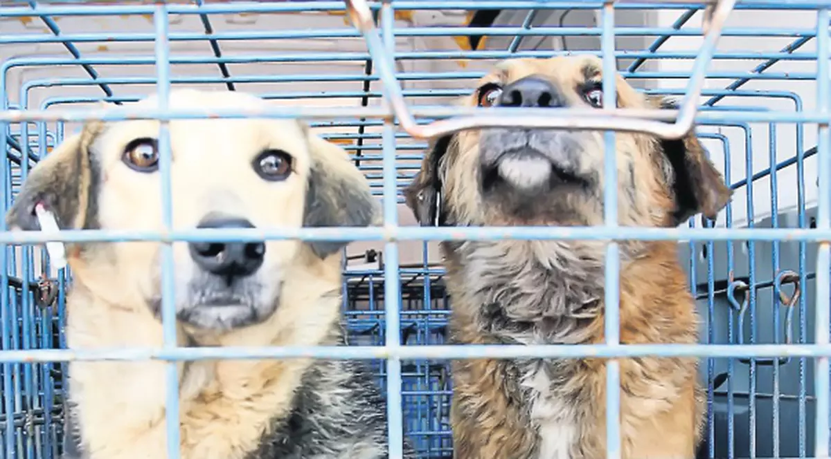 Exportăm maidanezi în Anglia, cu 200 de lire bucata