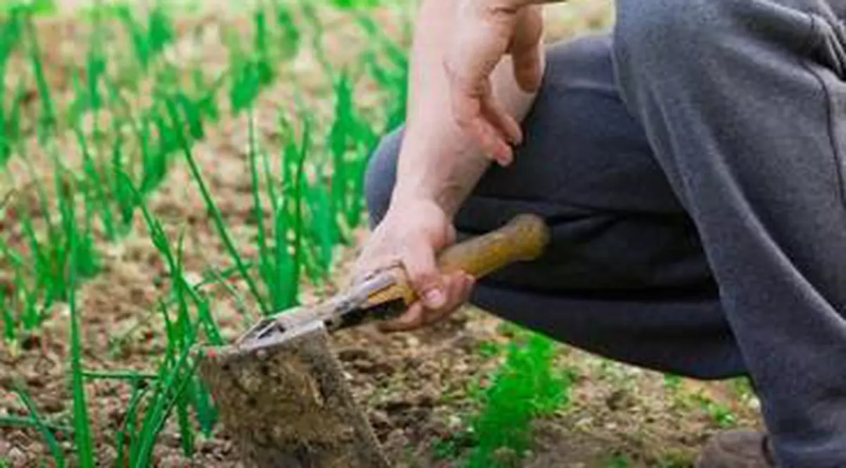 Căpşunarii au sărăcit de tot! N-au bani nici să vină în ţară de Paşte