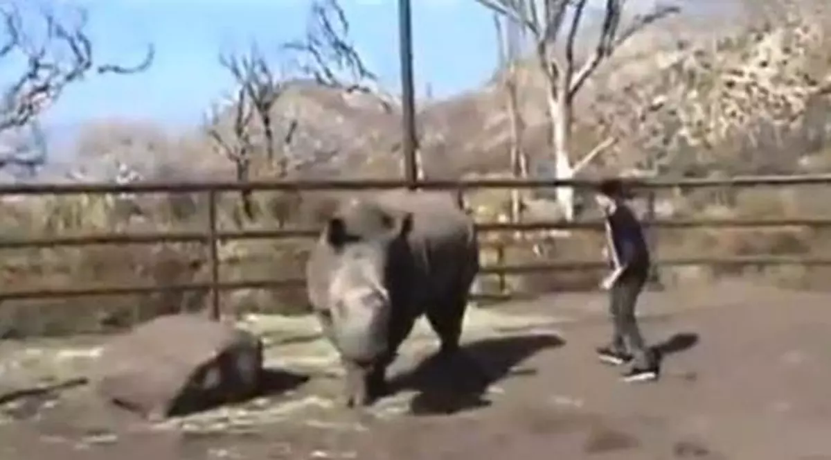 Câtă inconștiență! A mers la zoo să călărească un rinocer | VIDEO