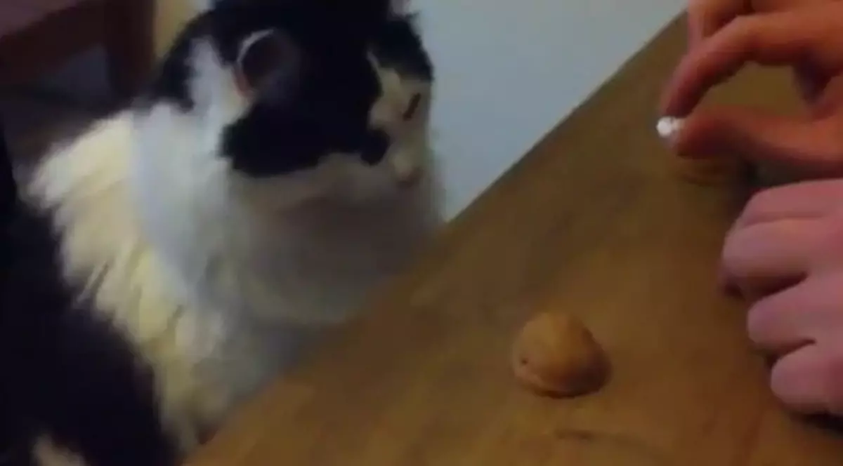 Pisica jucătoare! Uite cum câştigă la alba-neagra | VIDEO