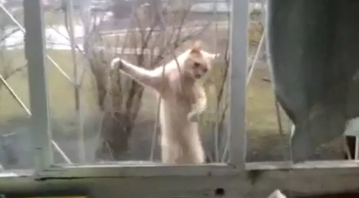 Această PISICĂ ştie să facă ceea ce doar o maimuţă ar putea | VIDEO