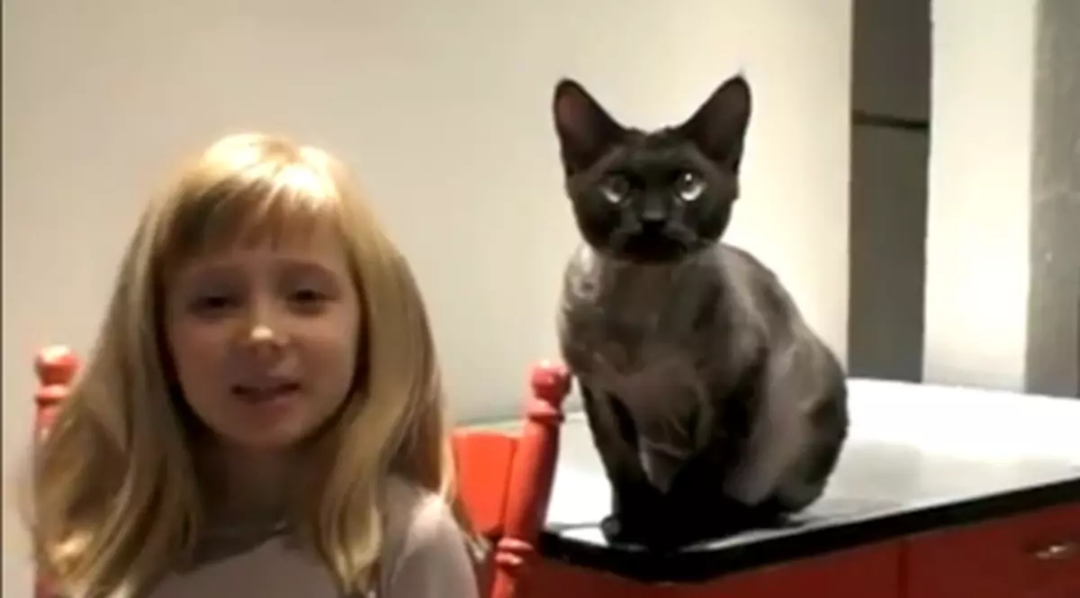 Acest clip nu trebuie arătat pisicilor! Iată ce e în stare să facă această mâţă | VIDEO DEMENŢIAL  