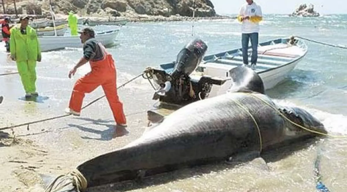 Uite ce captură au prins doi mexicani! Un rechin de o tonă şi 6 metri lungime