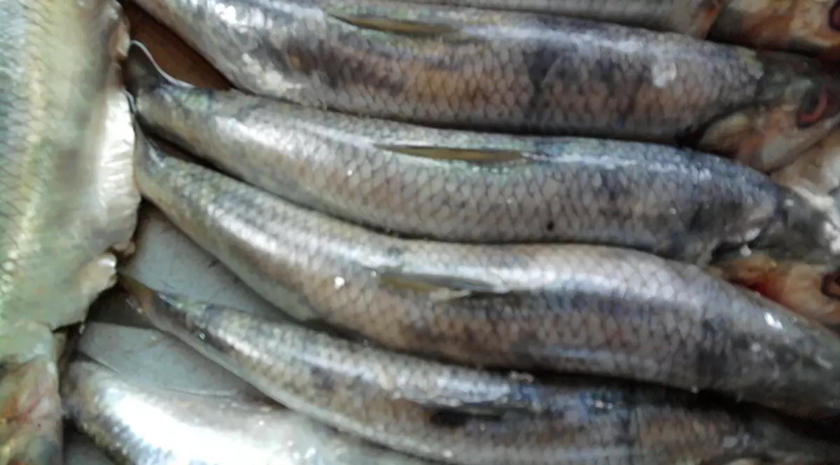 Poliţiştii i-au confiscat unui braconier peste o tonă de scrumbie