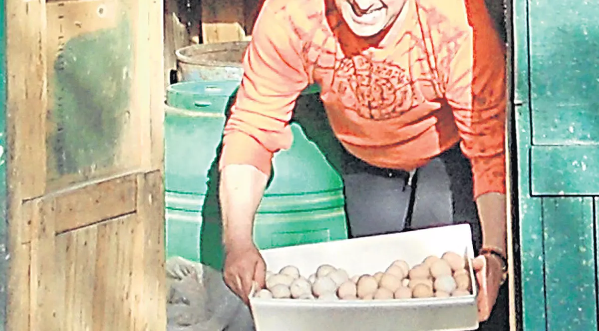 Găinile lui Tavi Colen, record de ouă