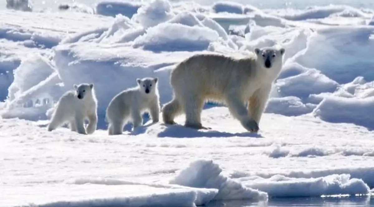 Fenomen inexplicabil! Urșii polari au început să-și piardă blana