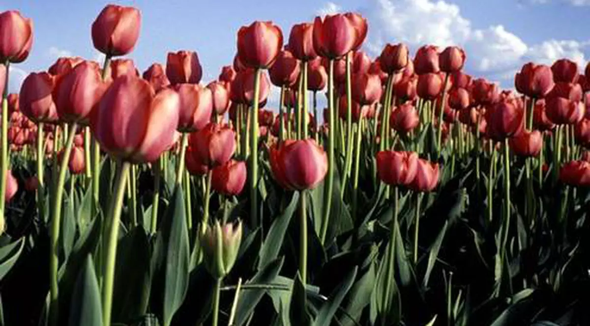 Cer senin și vreme frumoasă la începutul săptămânii. Vezi cum va fi vremea de Florii!