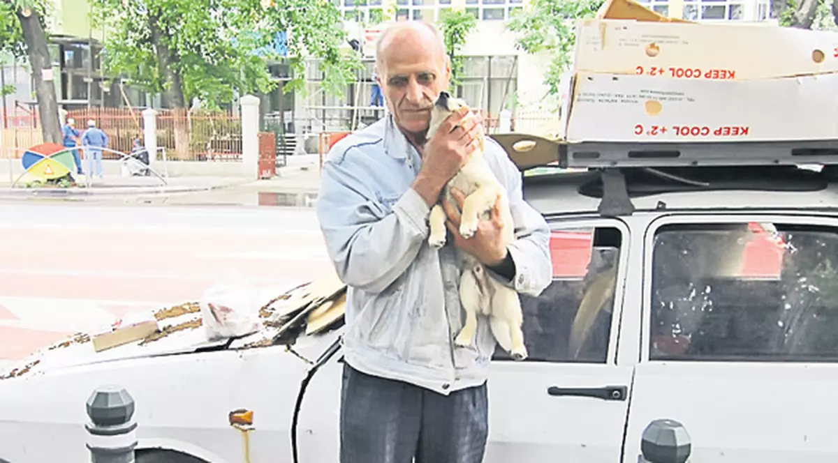 O maşină a devenit apartamentul unor maidanezi