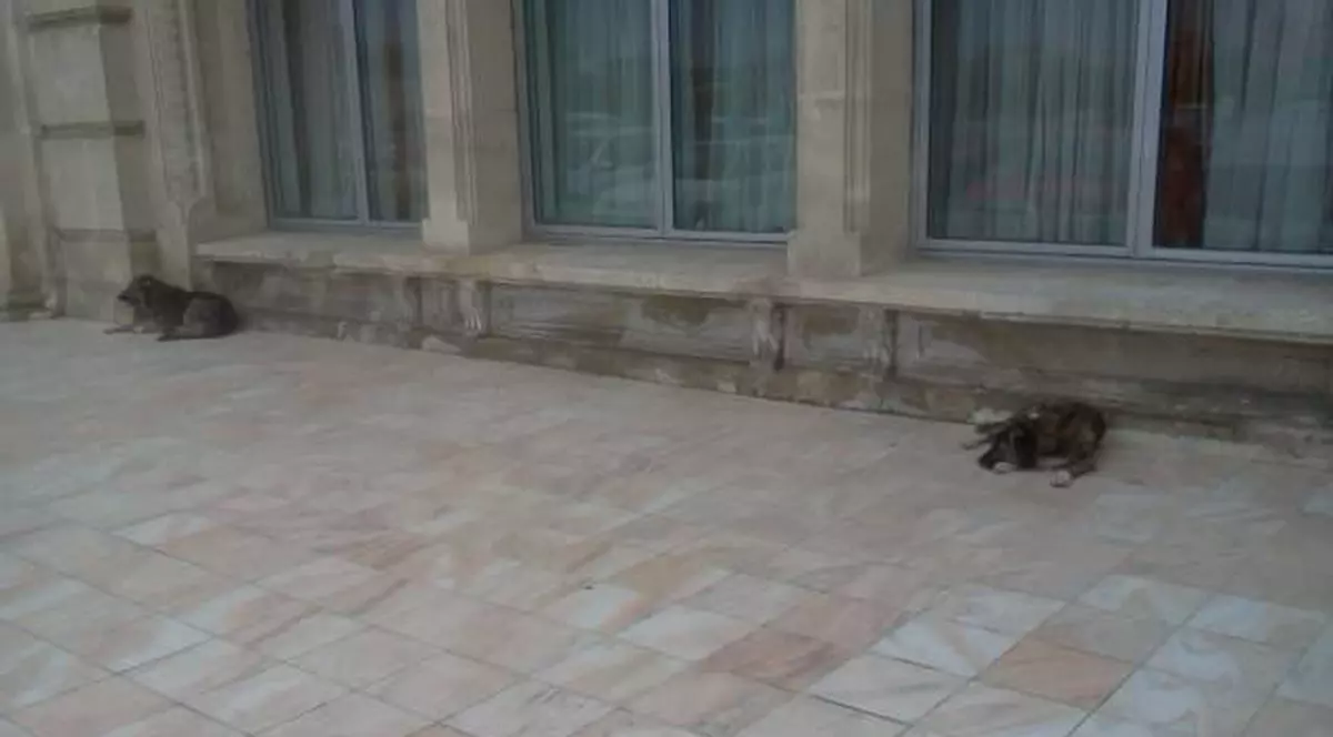 Câinii de la Parlament se odihnesc ziua şi fac ravagii noaptea