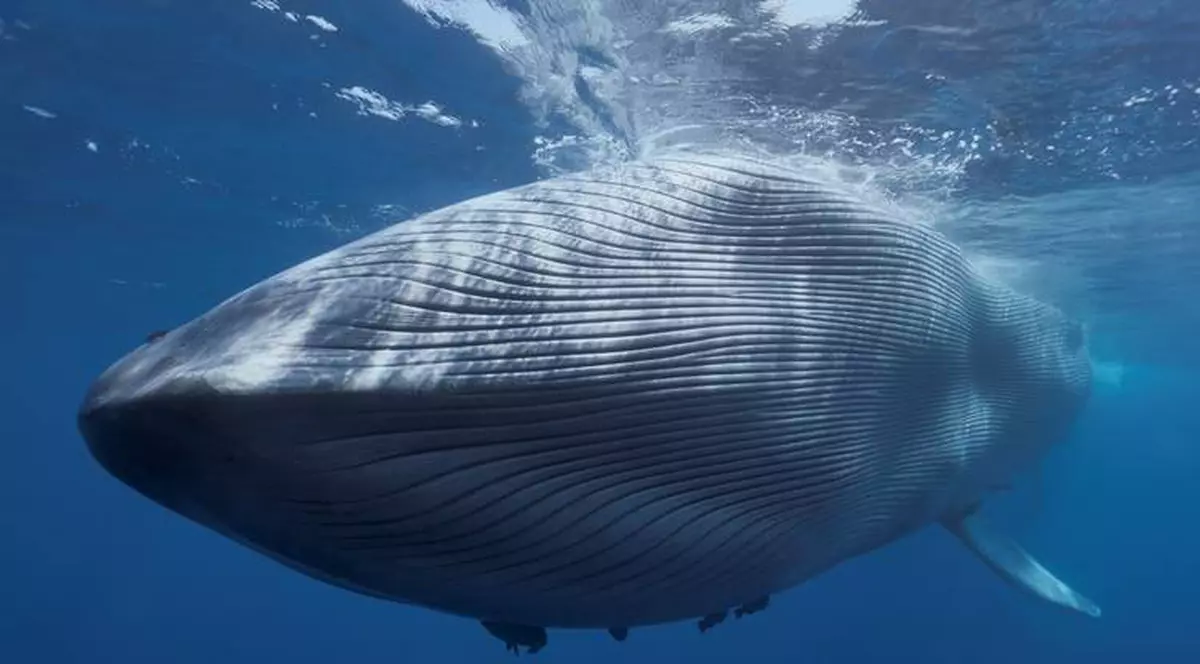 Balenele îşi pot regla simţul auzului