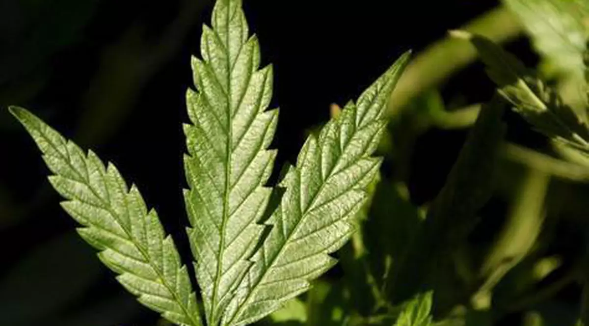 Traficanţii aveau culturi de cannabis în baie şi în balcon