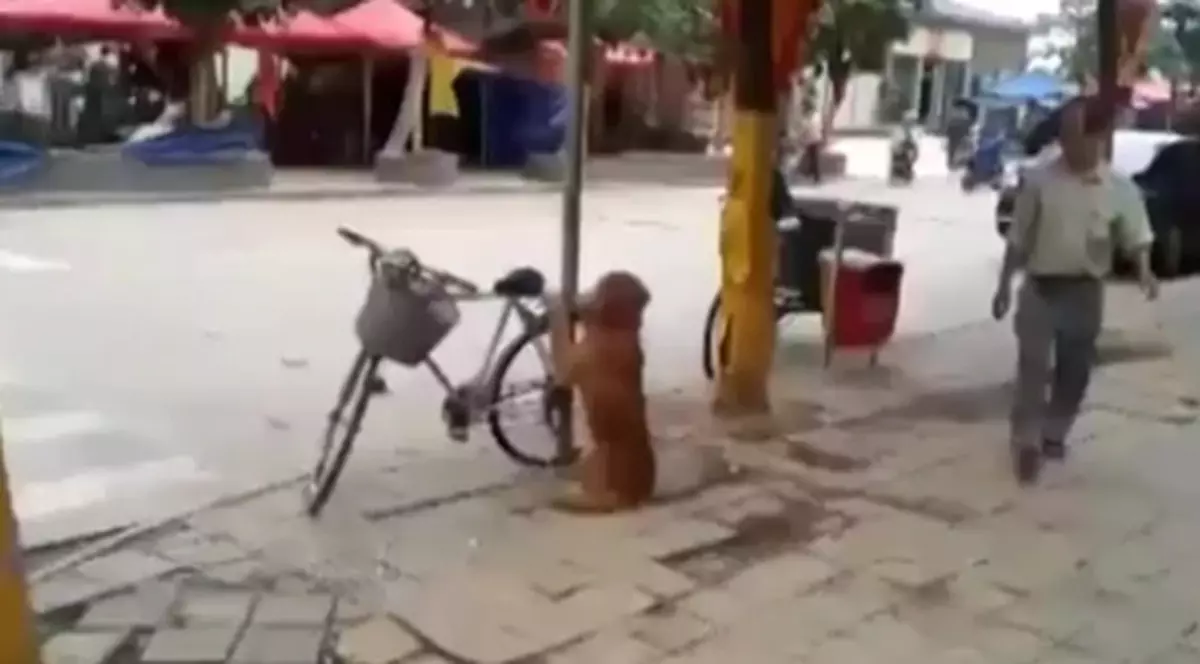 FABULOS! Acest căţel e în stare SĂ COMUNICE! Iată ce poate face | VIDEO