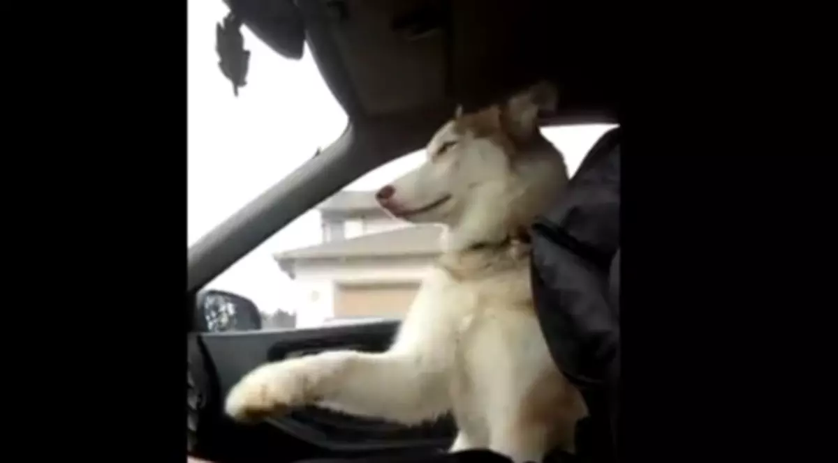 Cea mai SENTIMENTALĂ căţeluşă din lume! Iată ce tabieturi are | VIDEO