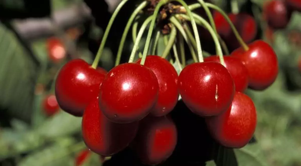 Cireşele, mai bune ca unele medicamente!