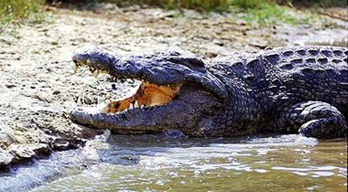 Atenţie, români! Se caută îngrijitori pentru crocodili