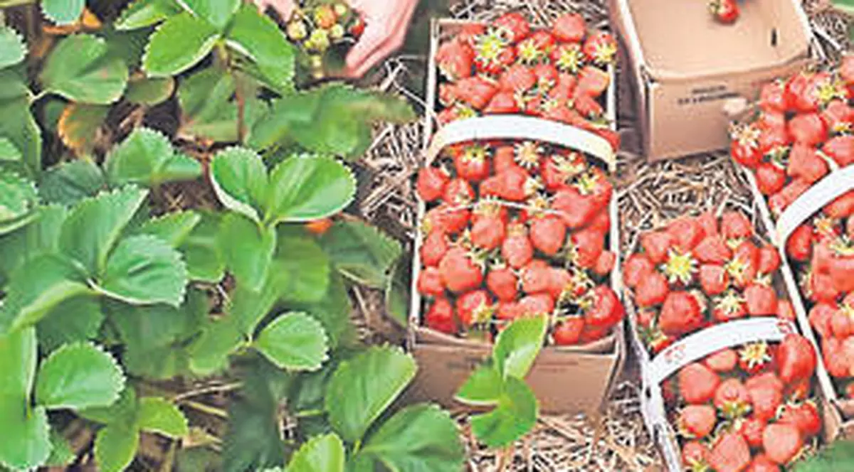 Vești bune pentru căpșunarii din Spania! Se îndulcesc restricțiile