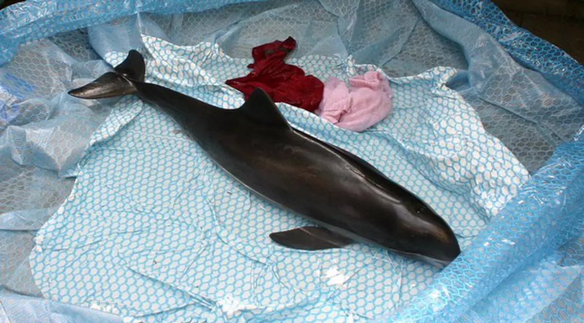 Delfin şi puiul său, morţi în urma poluării marine | ATENŢIE, IMAGINI EXPLICITE