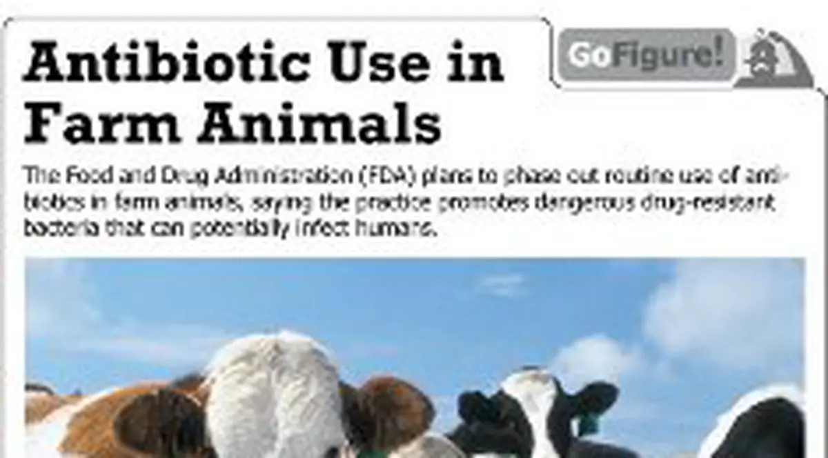 Ne distrug sănătatea! 80% din animalele din fermele americane sunt tratate cu antibiotice