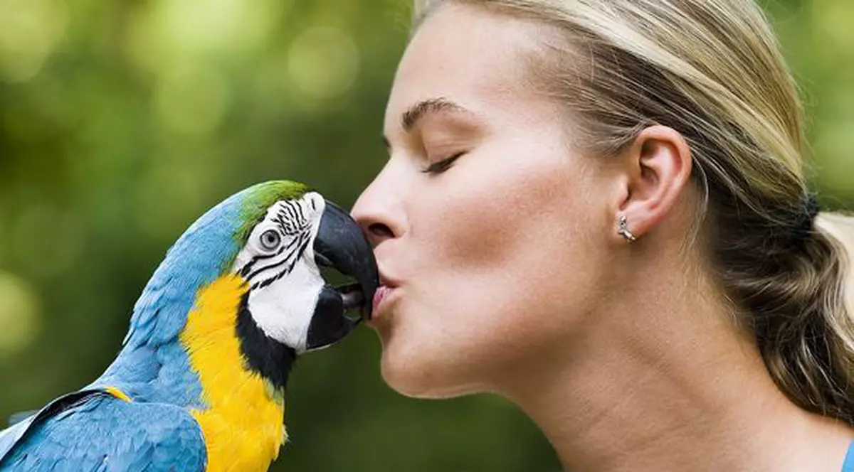 Un papagal care plecase de acasă le-a spus poliţiştilor adresa stăpânei sale