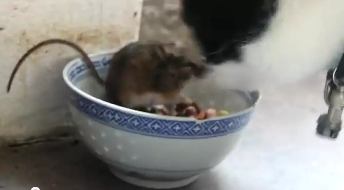 Ce animăluţe confuze! Uite cum reacţionează un ŞORICEL în faţa PISICII | VIDEO