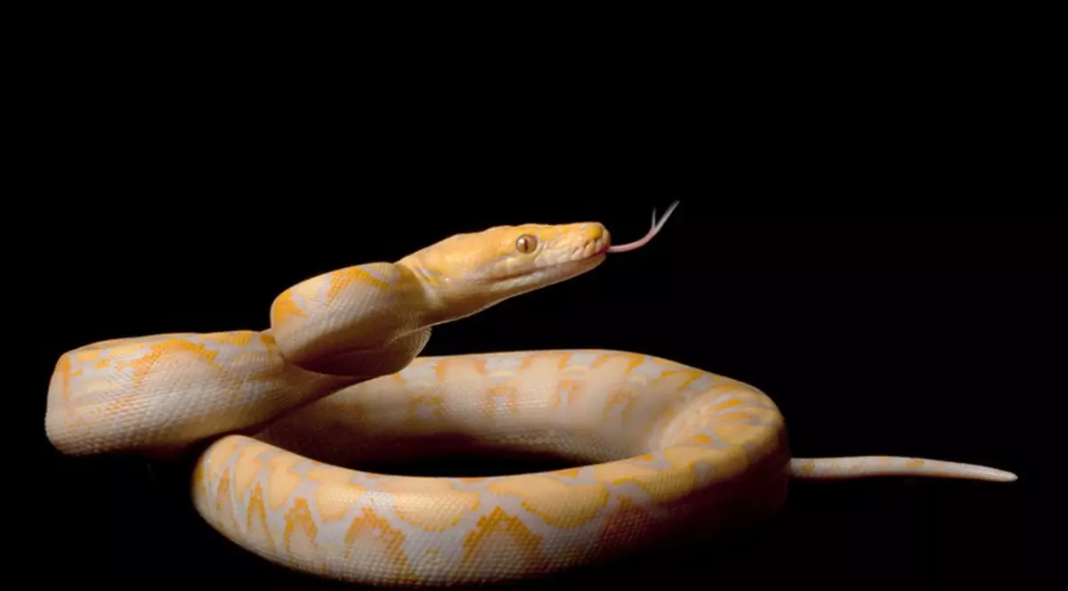 ATENȚIE: în PARCUL TINERETULUI din București vor fi aduși CROCODILI, PITONI, dar și...PINGUINI