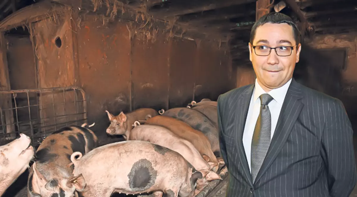 Ea l-a scos pe Ponta din troaca porcilor!