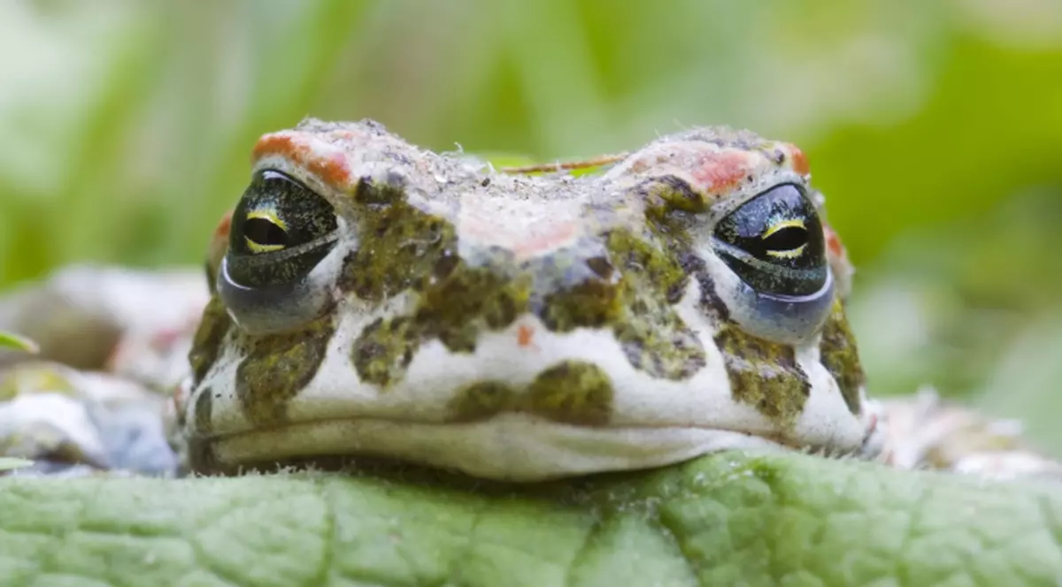 Semnele care prevestesc POTOPUL DEVASTATOR? Invazia care a speriat de moarte mii de oameni de la doi paşi de noi