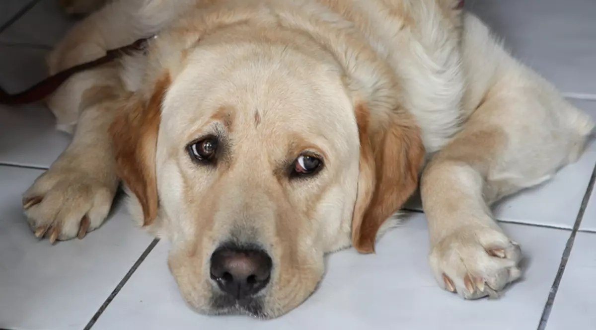 Anchetă în cazul nevăzătorului dat jos din autobuz