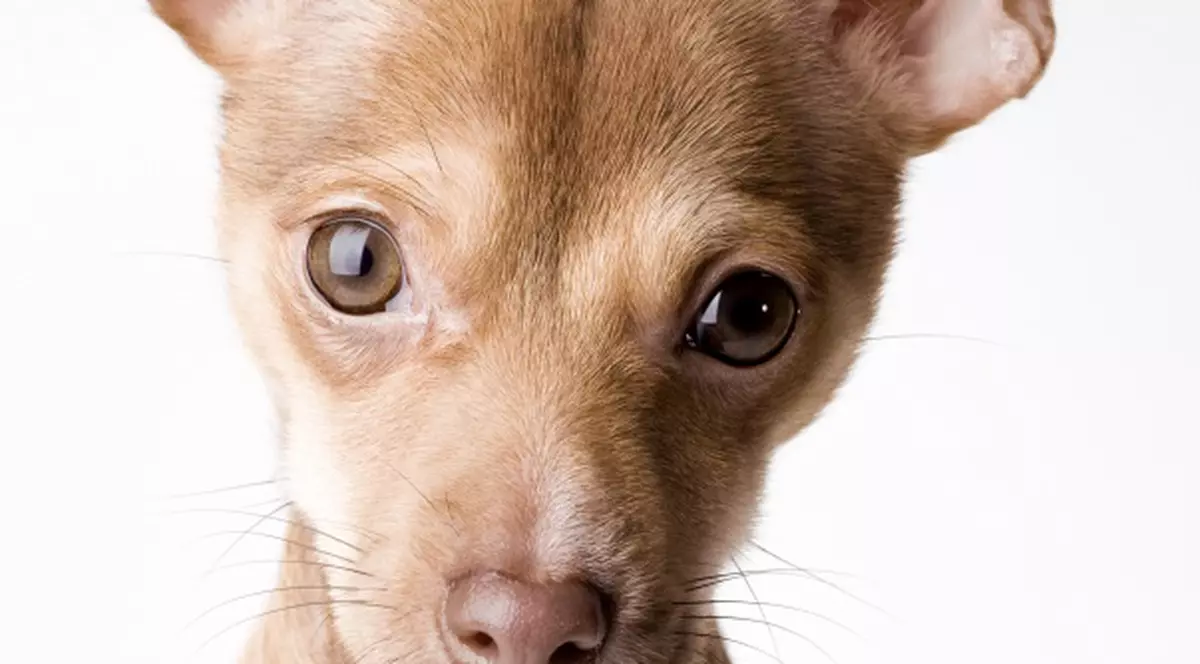 CÂINII, cele mai inteligente animale de casă