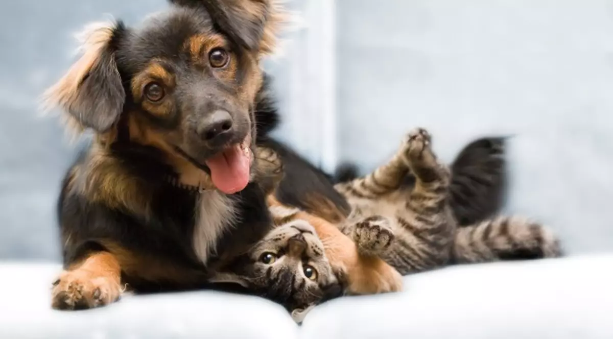 Cum salvezi un pui abandonat