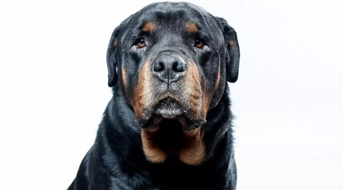 Un rottweiler i-a sfâşiat faţa unui tânăr