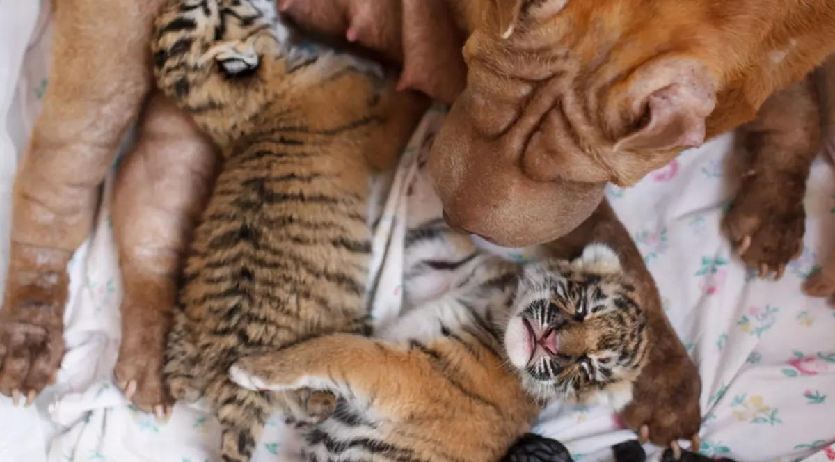 ÎNDUIOŞĂTOR! O căţeluşă a adoptat doi pui de tigru | FOTO