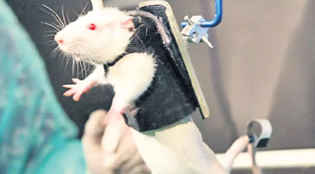 Leziunile coloanei, vindecate cu injecţii şi cu şocuri electrice?