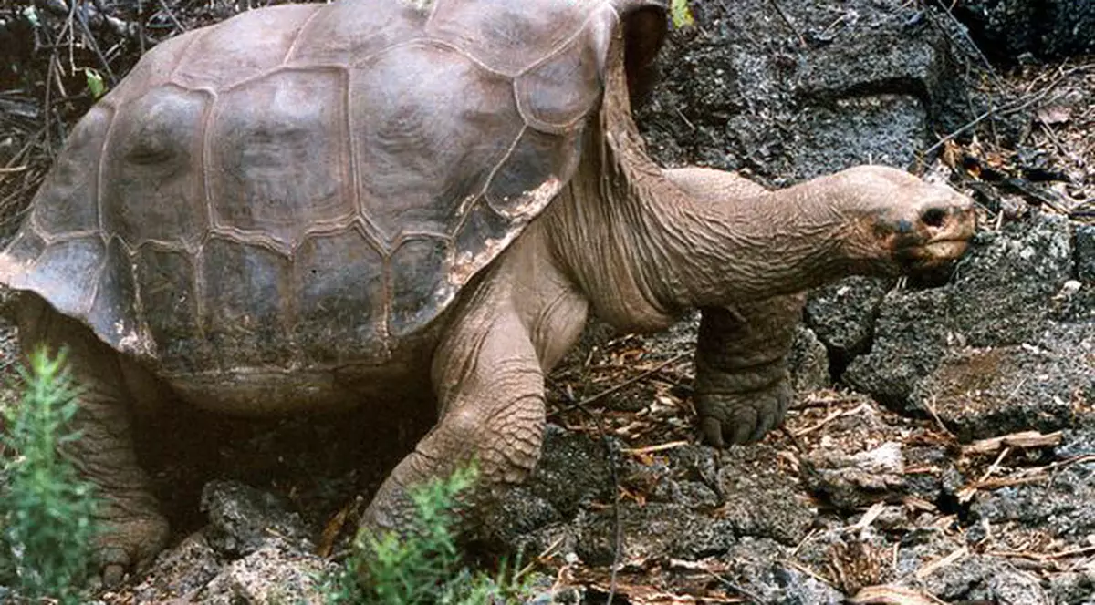 "Singuraticul George", ultimul exemplar din subspecia broaştelor ţestoase de Pinta, a murit