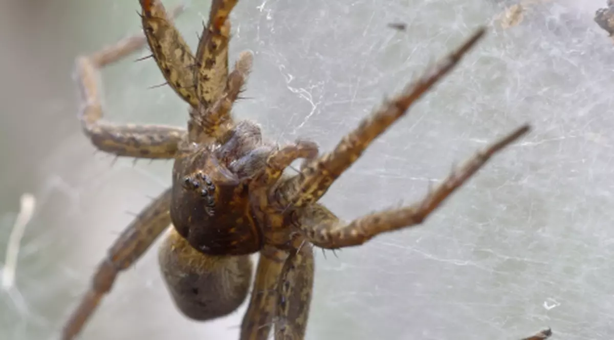 PĂIANJENII VENINOŞI au UCIS două persoane în India!