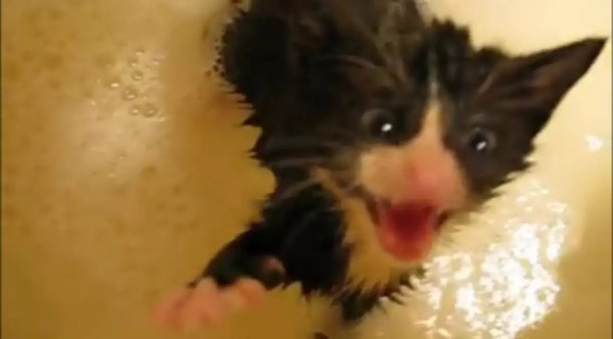 Cele mai nefericite pisici din lume! Uite ce li s-a întâmplat | VIDEO