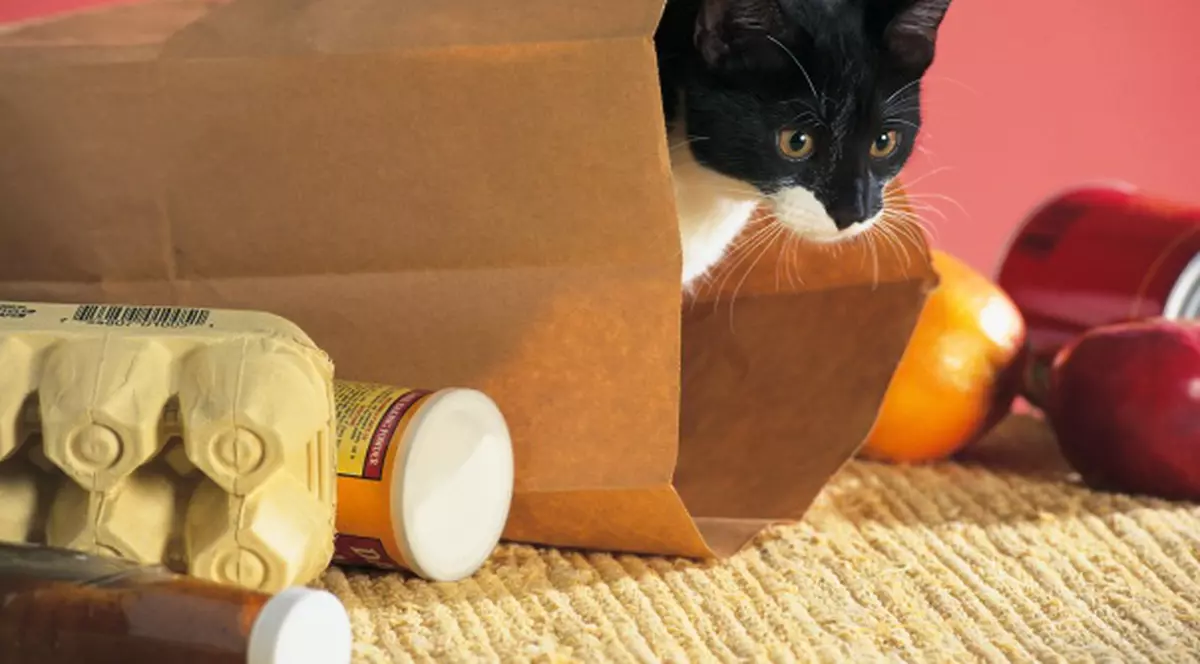 Pisică de rasă sau de maidan... Ce alegi?