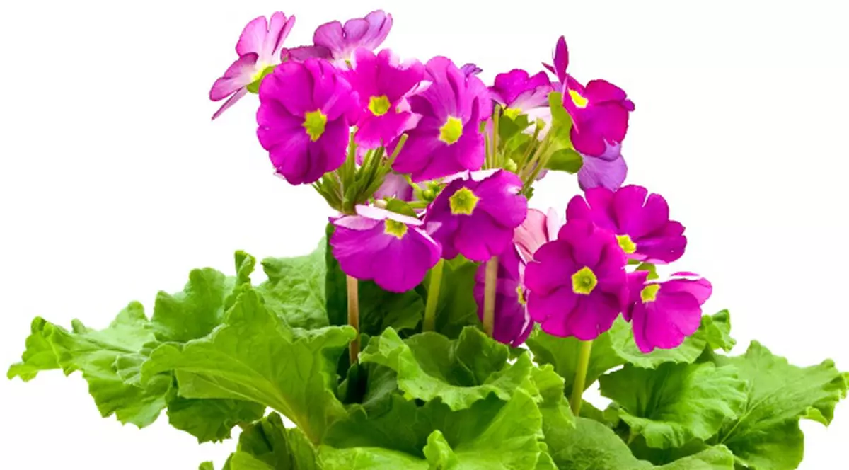 PLANTE spectaculoase şi rezistente