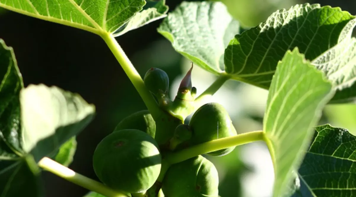 GHIDUL plantelor medicinale