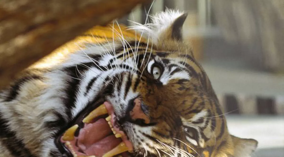 Thriller, tigrul lui Michael Jackson, a murit 