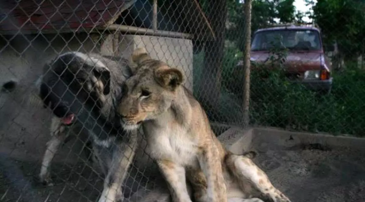 Încă un pui de leu salvat din România va ajunge în Africa!