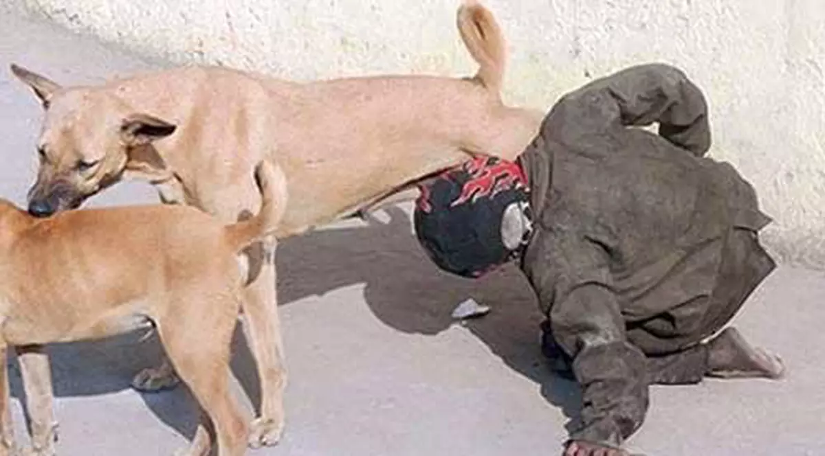 CÂT DE NEBUN! Copilul unui cerşetor suge lapte de la o căţea! | VIDEO